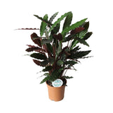 Livraison plante Calathea Rufibarba