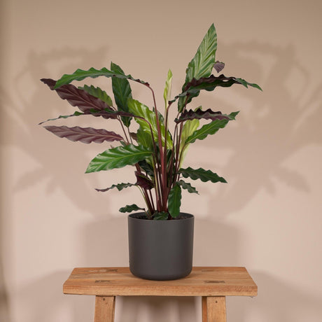 Livraison plante Calathea rufibarba