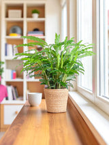 Calathea Rufibarba et son pot