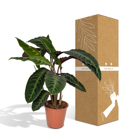 Livraison plante Calathea Warscewiczii h70cm