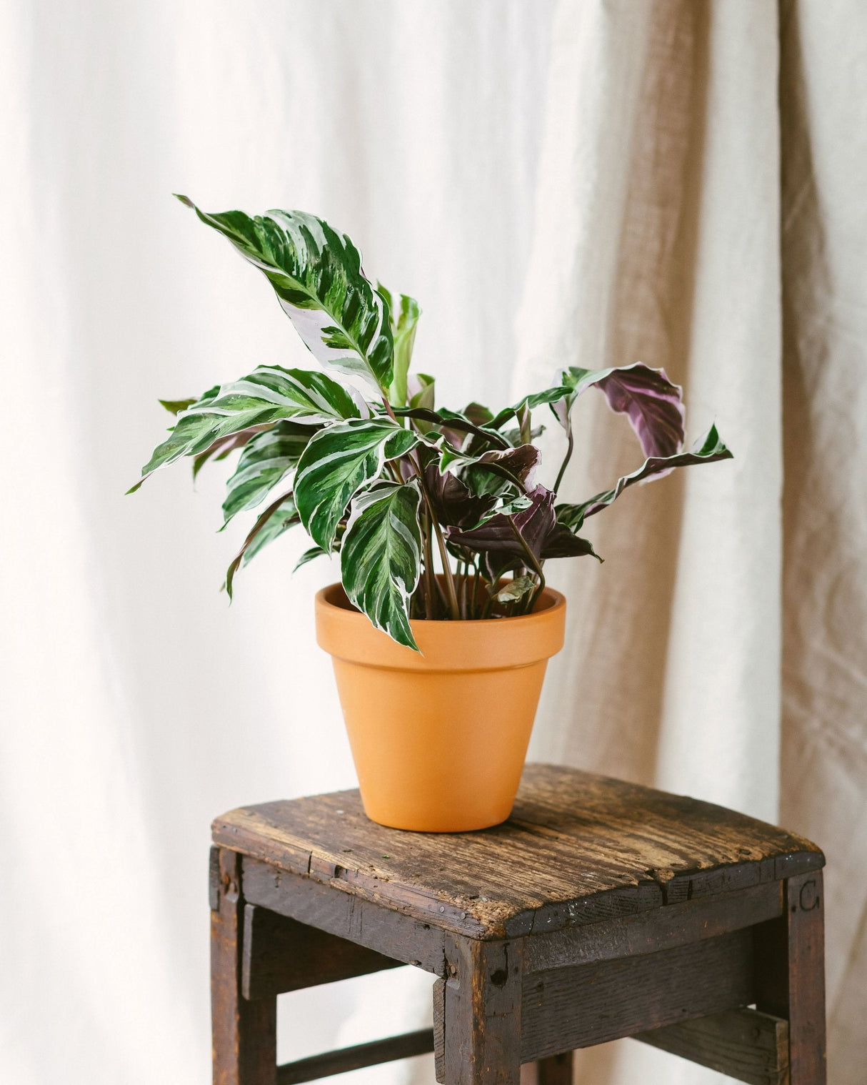 Livraison plante Calathea white fusion