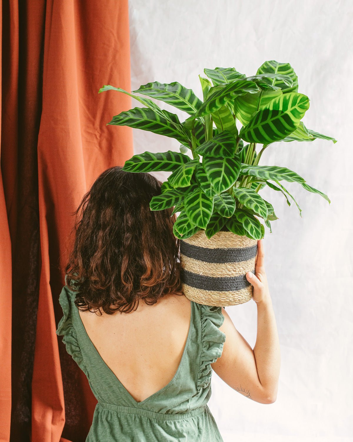 Livraison plante Calathea Zebrina