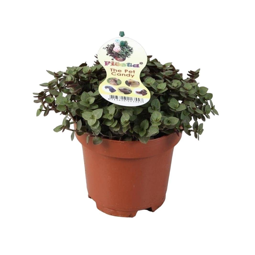 Livraison plante Calissia Repens