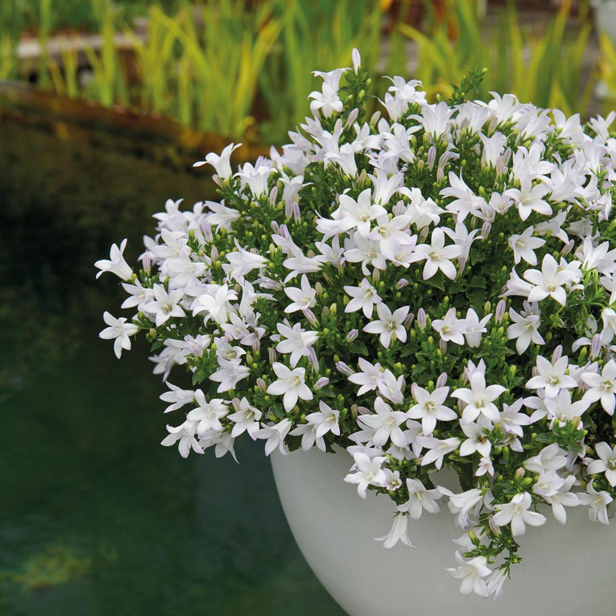 Livraison plante Campanula Addenda - Klokjesbloem blanc - Vaste plante hivernale