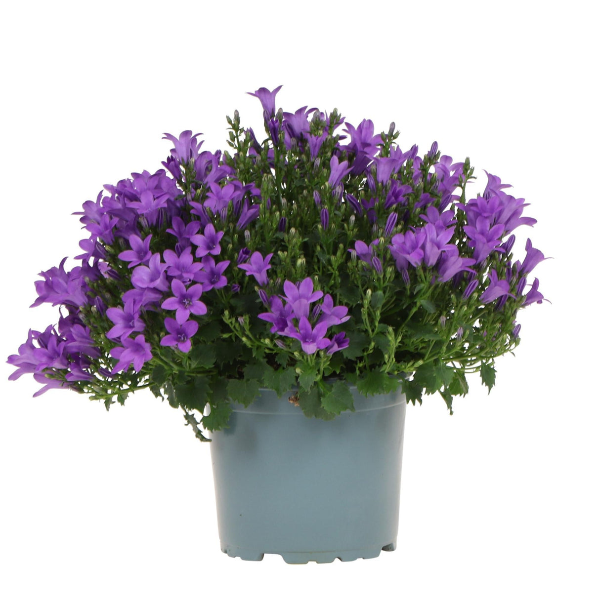 Livraison plante Campanula Addenda - Klokjesbloem Purple - Plante Vivace Hivernale