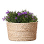 Livraison plante Campanula Addenda violette en panier d'osier avec réservoir d'eau