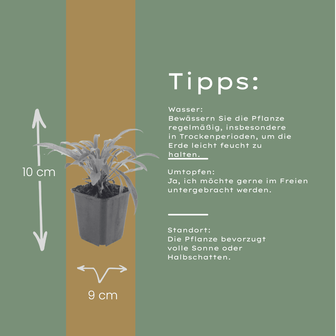 Livraison plante Campanule Coerulea