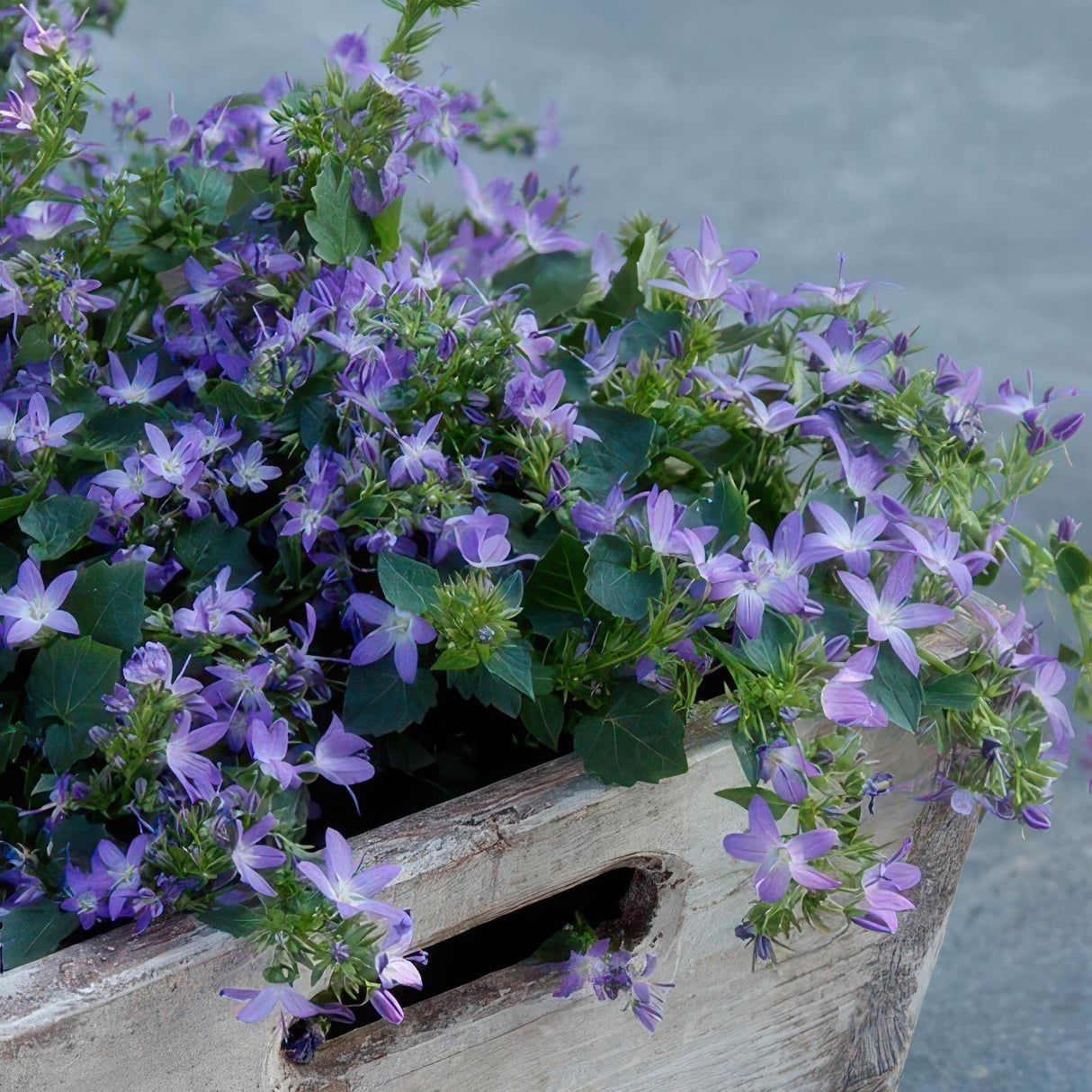 Livraison plante Campanule des murs 'Stella'