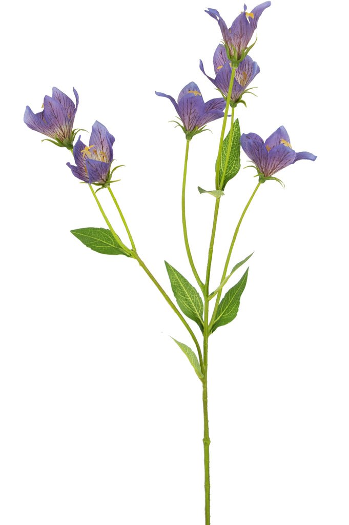 Livraison plante Campanule en soie violette