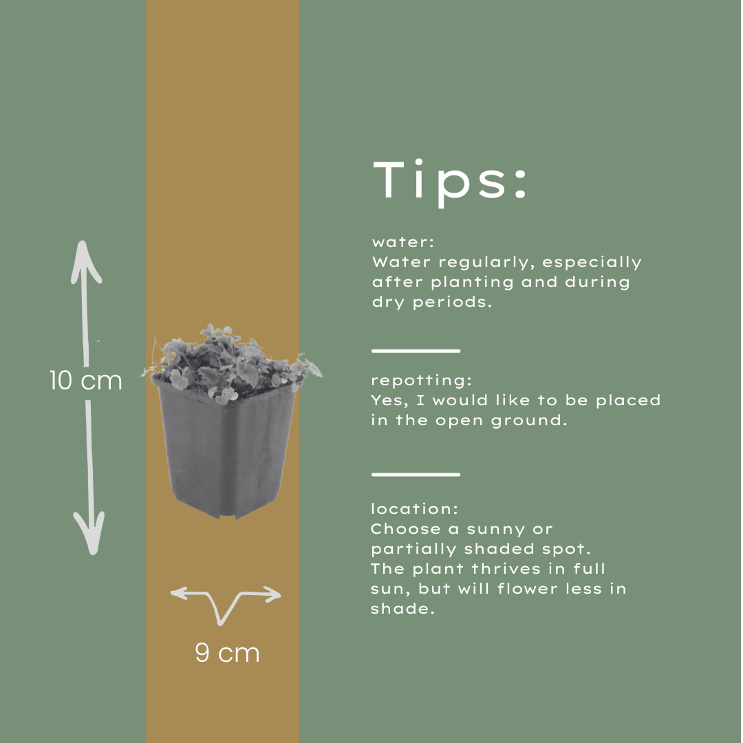 Livraison plante Campanule poscharskyana