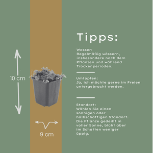 Livraison plante Campanule poscharskyana