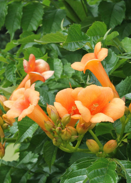 Livraison plante Campsis 'Indian Summer'