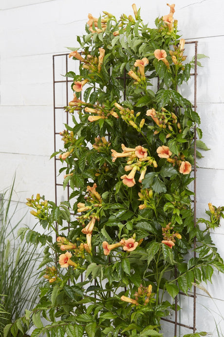 Livraison plante Campsis 'Indian Summer'