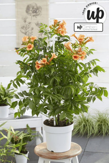 Livraison plante Campsis 'Indian Summer'