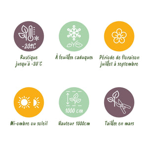 Livraison plante Campsis radicans Flava – Lot de 2 – Pot 11 cm