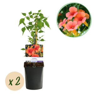 Livraison plante Campsis radicans Madame Galen – Lot de 2 – Pot 11 cm