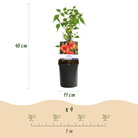 Livraison plante Campsis radicans Madame Galen – Lot de 2 – Pot 11 cm