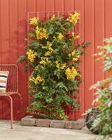 Livraison plante Campsis Summer Jazz 'Gold Trumpet'