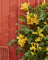 Livraison plante Campsis Summer Jazz 'Gold Trumpet'