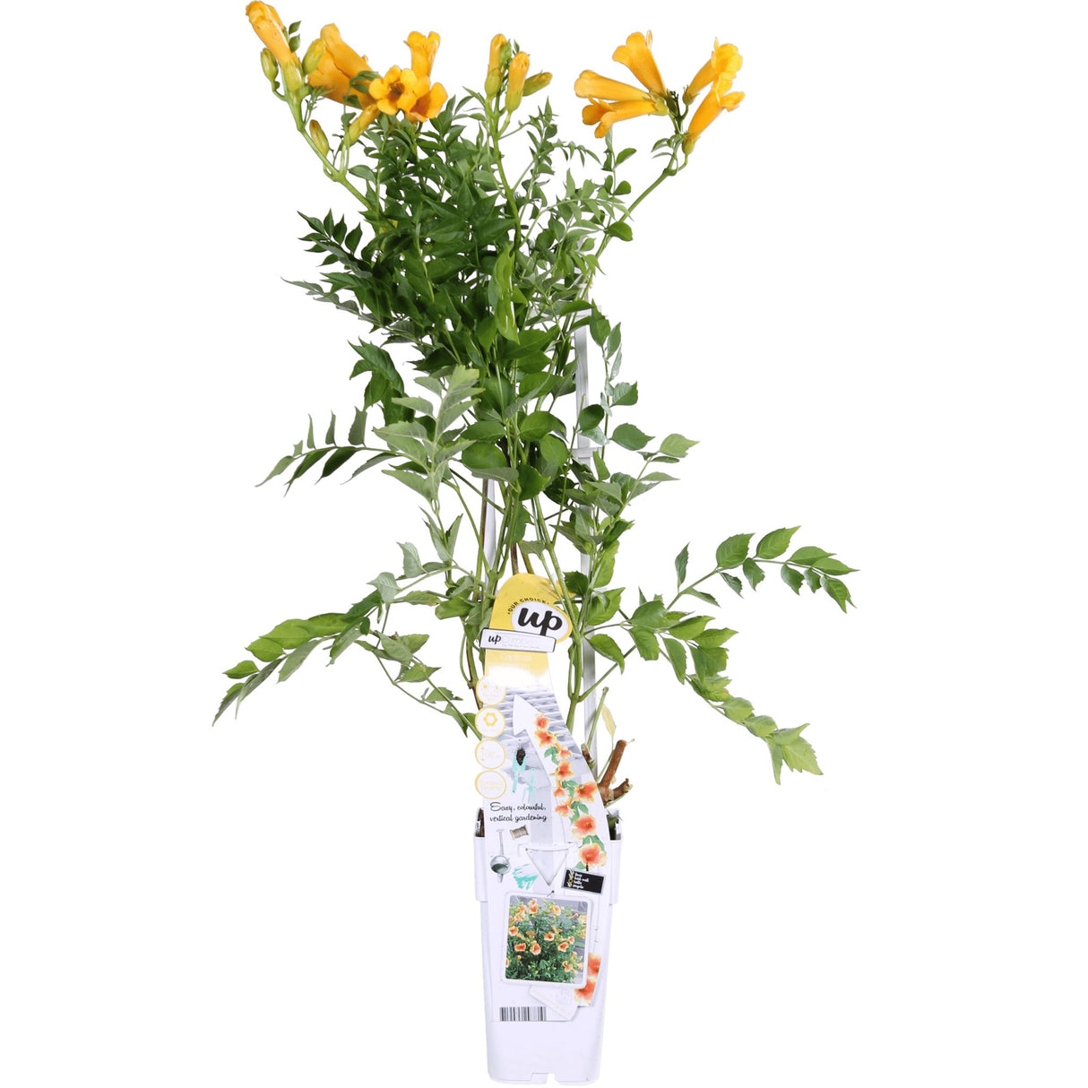 Livraison plante Campsis Summer Jazz 'Gold Trumpet'