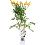 Livraison plante Campsis Summer Jazz 'Gold Trumpet'