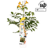 Livraison plante Campsis Summer Jazz 'Gold Trumpet'