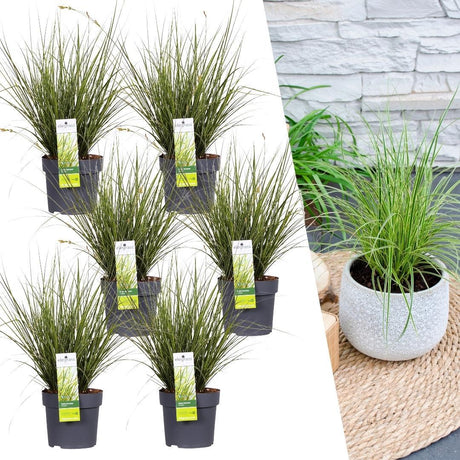 Livraison plante Carex brunnea 'Variegata'