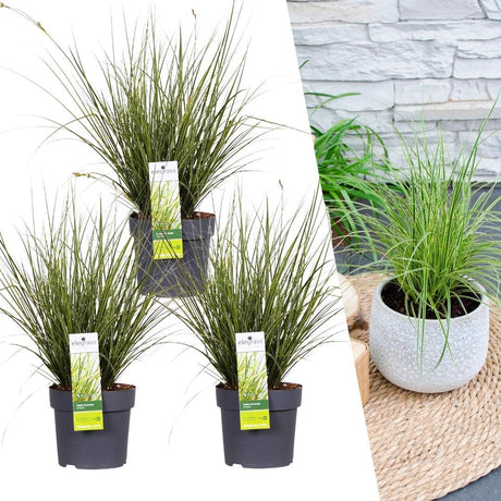 Livraison plante Carex brunnea 'Variegata'