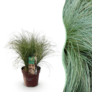 Livraison plante Carex comans Frosted Curls en pot