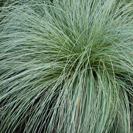 Livraison plante Carex comans Frosted Curls – Lot de 2 – Pot 17 cm