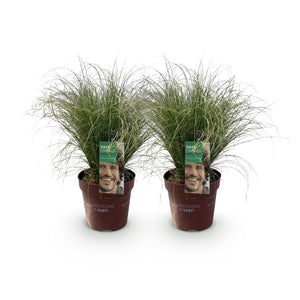 Livraison plante Carex comans Frosted Curls – Lot de 2 – Pot 17 cm