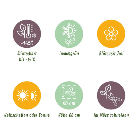 Livraison plante Carex comans Frosted Curls – Lot de 2 – Pot 17 cm