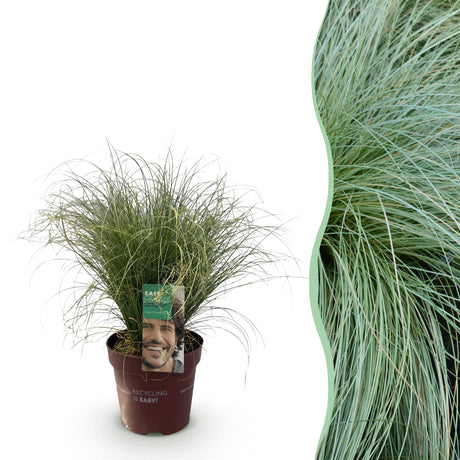 Livraison plante Carex comans Frosted Curls – Pot 17 cm – Hauteur 50 cm
