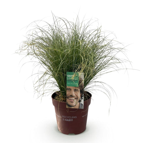Livraison plante Carex comans Frosted Curls – Pot 17 cm – Hauteur 50 cm