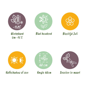 Livraison plante Carex comans Frosted Curls – Pot 17 cm – Hauteur 50 cm