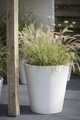 Livraison plante Carex 'Feather Falls'