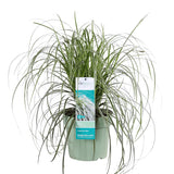 Livraison plante Carex 'Feather Falls'