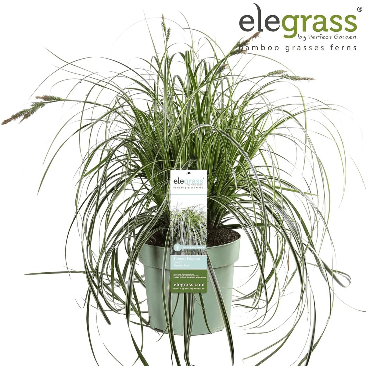 Livraison plante Carex 'Feather Falls'