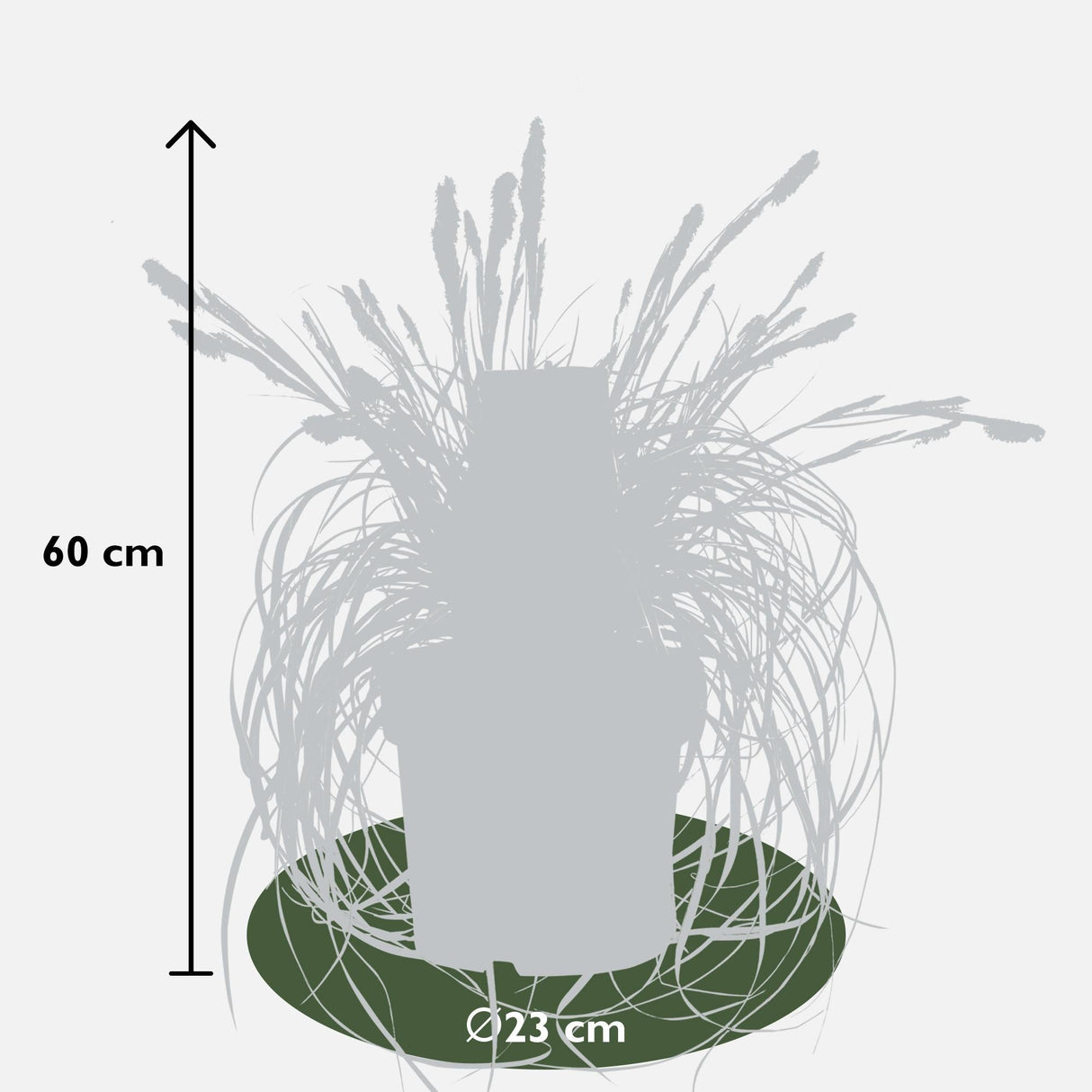 Livraison plante Carex 'Feather Falls'