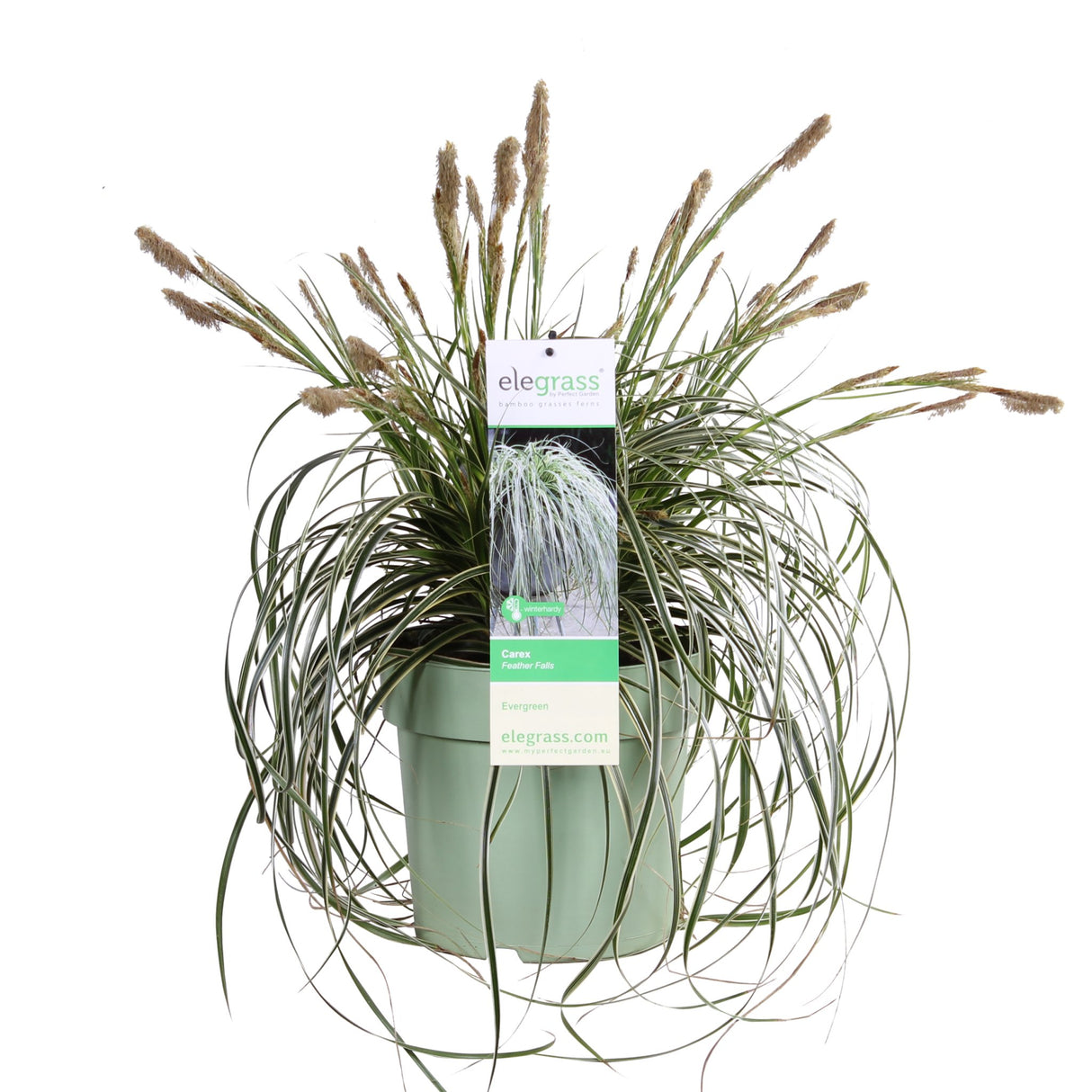 Livraison plante Carex 'Feather Falls'