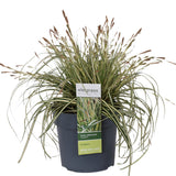 Livraison plante Carex Hachijoensis 'Evergold'