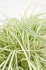 Livraison plante Carex Hachijoensis 'Evergold'