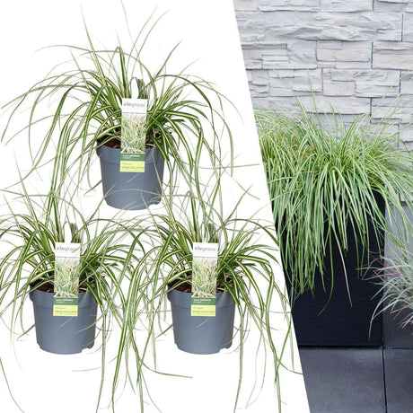 Livraison plante Carex hachijoensis 'Evergold'