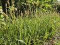 Laîche Du Japon (Carex Morrowii) 'Aureovariegata'
