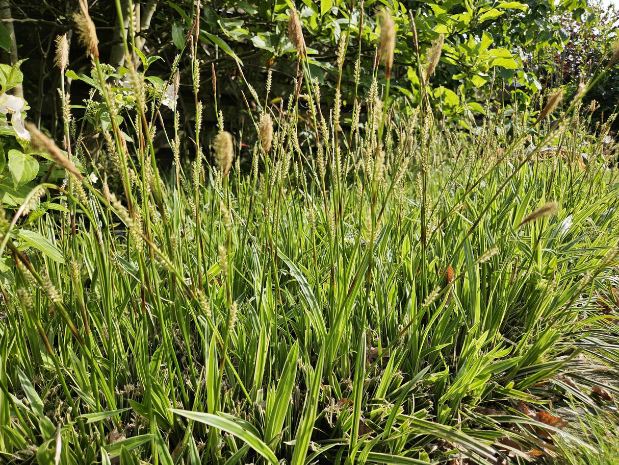 Livraison plante Carex laîche morrowii 'Aureovariegata'