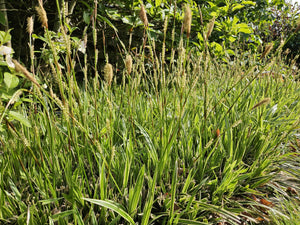 Livraison plante Carex laîche morrowii 'Aureovariegata'