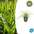 Livraison plante Carex laîche morrowii 'Aureovariegata'