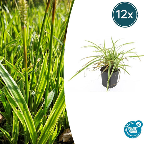 Livraison plante Carex laîche morrowii 'Aureovariegata'