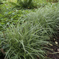 Laîche Du Japon (Carex morrowii) 'Ice Dance'