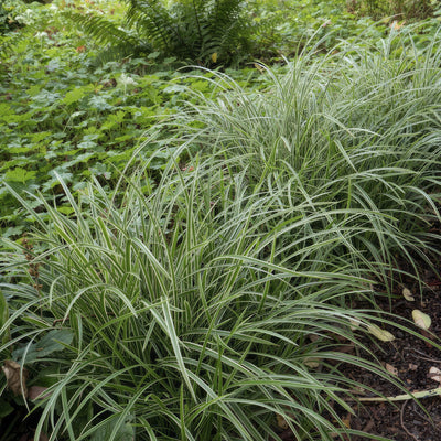 Laîche Du Japon (Carex morrowii) 'Ice Dance'